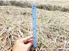 Quảng Trị: Cải tạo đất gò đồi và bạc màu bằng chế phẩm sinh học